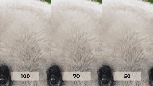 3 zoomed-in images of a panda